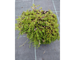 Thymus serpyllum ‘Albus’