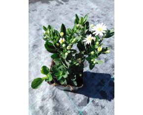 Aster ageratoides ‘Starshine’