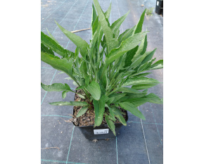 Rudbeckia subtomentosa ‘Henry Eilers’