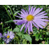 Aster thomsonii