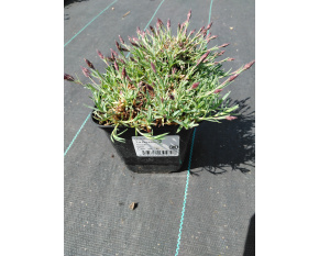 Dianthus ‘La Bourboule’