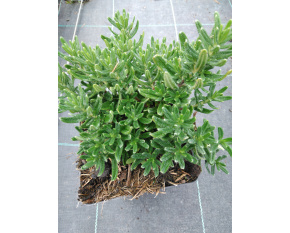Lithodora diffusa ‘Heavenly Blue’