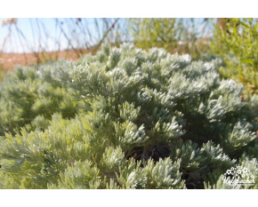 Artemisia schmidtiana ‘Nana’