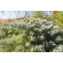 Artemisia schmidtiana ‘Nana’