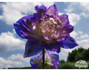 Delphinium ‘Bolero in vitro’