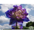 Delphinium ‘Bolero in vitro’