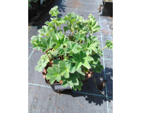 Alchemilla erythropoda