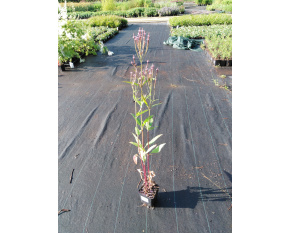 Verbena hastata ‘Pink Spires’