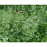 Calamintha nepeta ‘White Cloud’