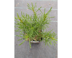 Santolina rosmarinifolia