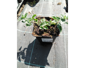 Nepeta ‘Junior Walker’