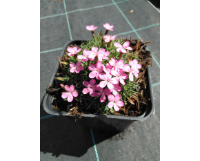 Dianthus microlepis