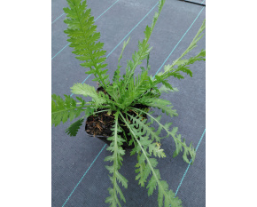 Achillea filipendulina ‘Cloth of Gold’