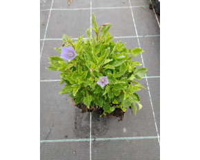Campanula cochleariifolia ‘Advance Blue’