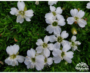 Campanula glomerata ‘Acaulis Alba’