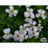 Campanula glomerata ‘Acaulis Alba’
