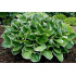 Hosta ‘Christmas Tree’