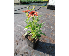 Echinacea ‘Julia’
