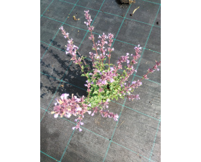 Nepeta x faassenii ‘Purrsian Blue’