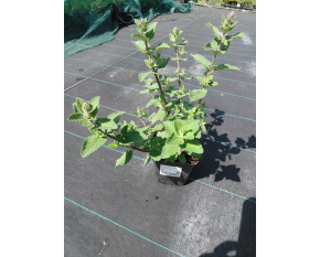 Nepeta racemosa ‘Blue Wonder’