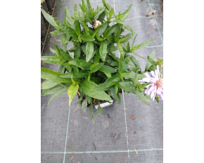 Aster novi-belgii ‘Marie Ballard’