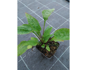 Echinacea purpurea ‘Prairie Compact Rose’