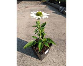 Echinacea purpurea ‘Virgin’