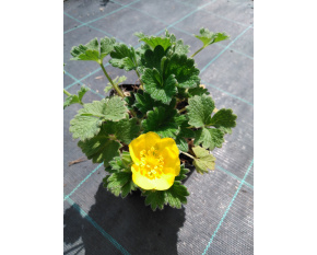 Potentilla megalantha