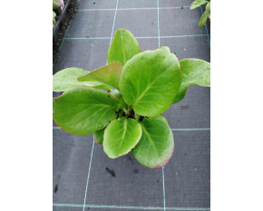 Bergenia cordifolia