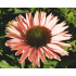 Echinacea ‘SunSeekers Salmon’