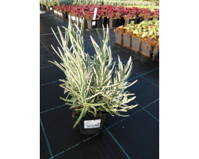 Lavandula × intermedia ‘Dutch’