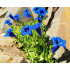 Gentiana x acaulis
