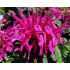 Monarda ‘Bee-Free’