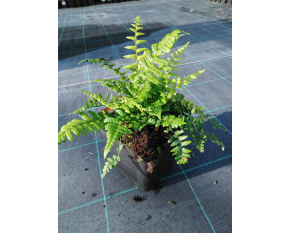 Dryopteris affinis