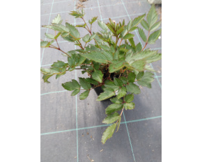 Astilbe ‘Raspberry’