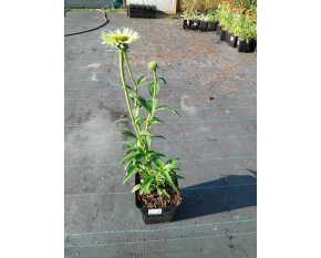 Echinacea purpurea ‘Green Jewel’