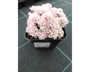 Armeria juniperifolia ‘Lelekovice’