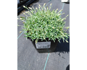 Dianthus ‘La Bourboule Albus’