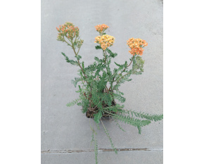Achillea millefolium ‘Terracotta’