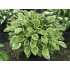 Hosta ‘So Sweet’