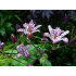 Tricyrtis hirta