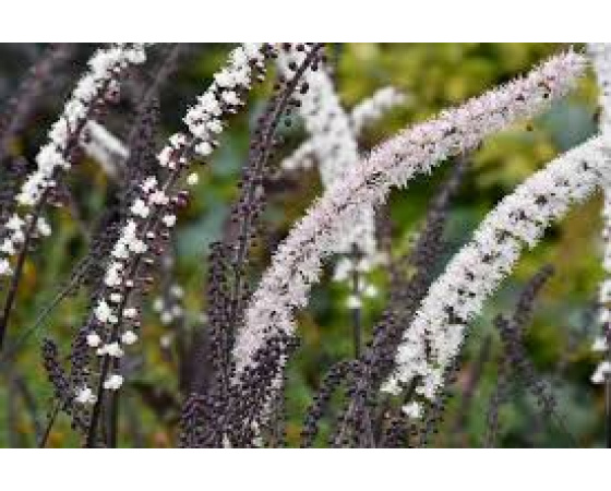 Actaea simplex ‘Brunette’