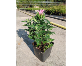 Monarda ‘Pink Frosting’