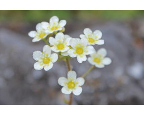 Saxifraga × zimmeteri