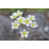 Saxifraga × zimmeteri