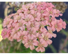 Achillea millefolium ‘Lachsschönheit’