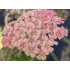 Achillea millefolium ‘Lachsschönheit’