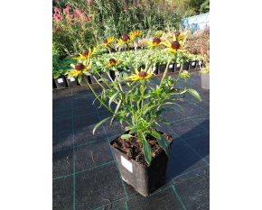 Rudbeckia fulgida ‘Little Goldstar’