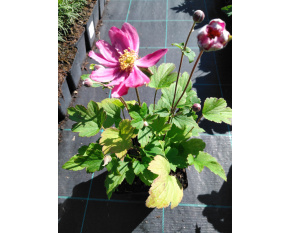 Anemone japonica ‘Pamina’
