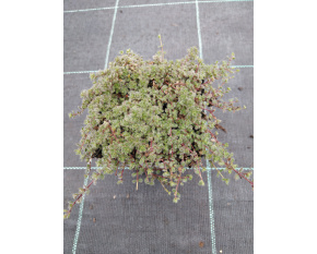 Thymus praecox v. pseudolanuginosus